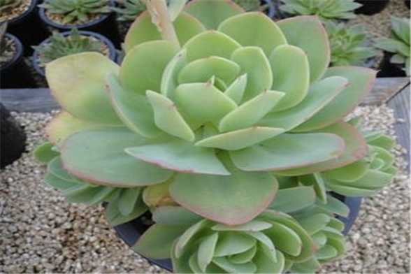 多肉植物碧桃怎么养 多肉植物碧桃怎么养