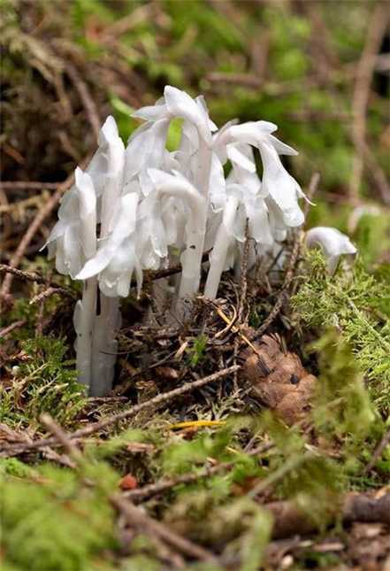 水晶兰 水晶兰