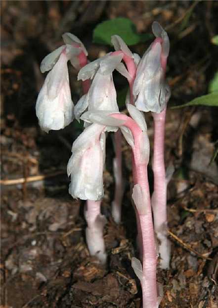 水晶兰 水晶兰