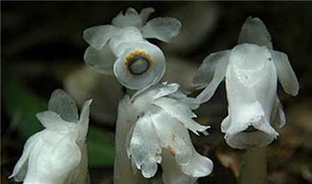 水晶兰 水晶兰