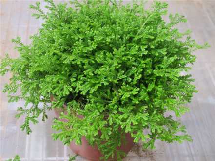 幸福草 幸福草