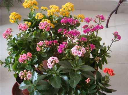 长寿花