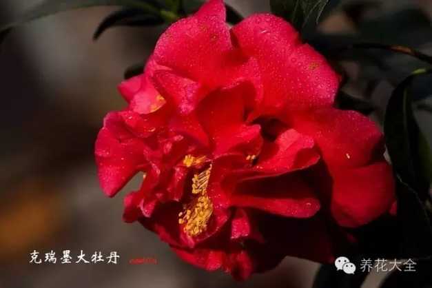 克瑞墨大牡丹