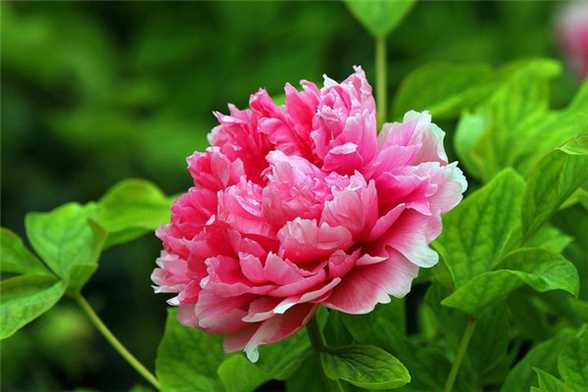 三种中国特有花卉,花美历史还悠久! 三种中国特有花卉,花美历史还悠久!