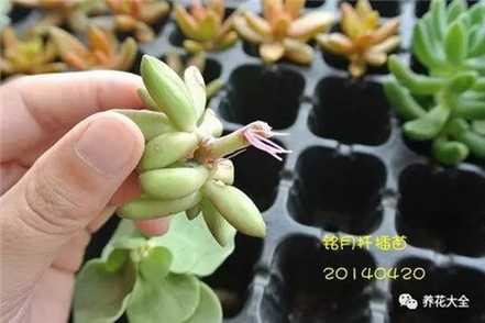 生根 生根