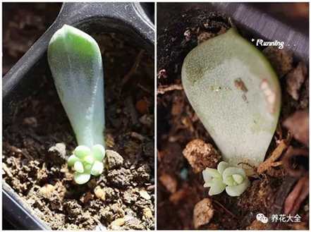 生小芽 生小芽