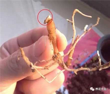 根系修剪 根系修剪