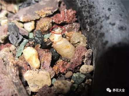 种上根系 种上根系