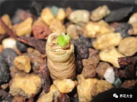 根系长芽 根系长芽