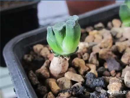 长出玉扇 长出玉扇