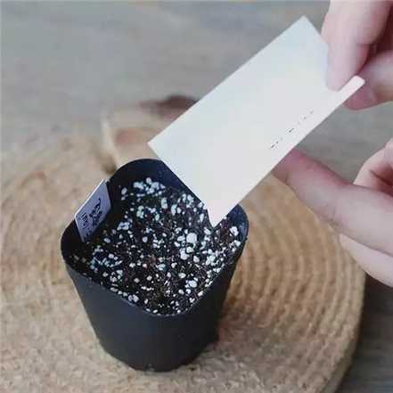 种种子 种种子