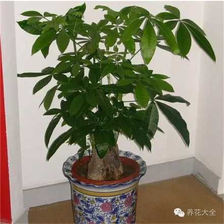 发财树养护