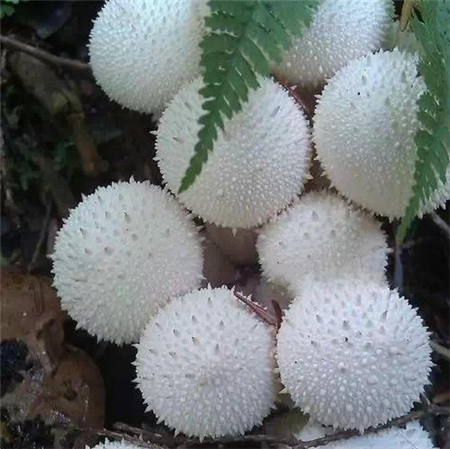 网纹马勃