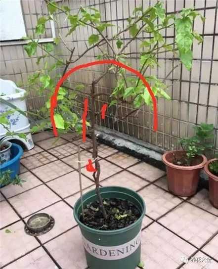 修剪枝条 修剪枝条