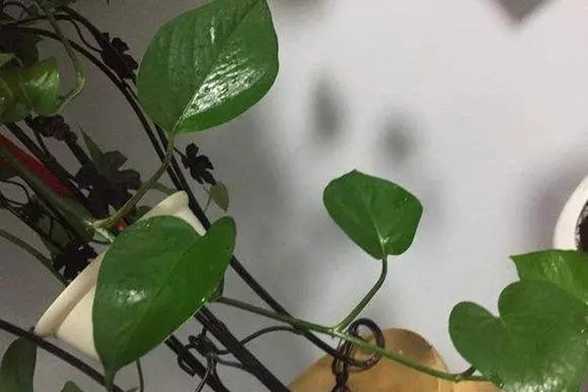 啤酒做花肥的用法 啤酒做花肥的用法