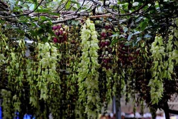 禾雀花的养殖方法 禾雀花的养殖方法