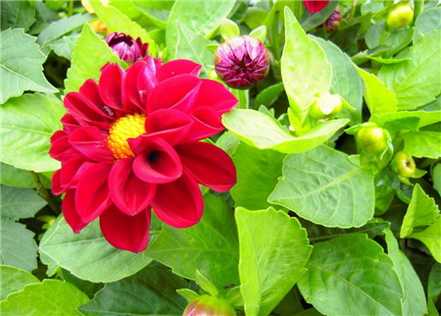 小丽花的花期