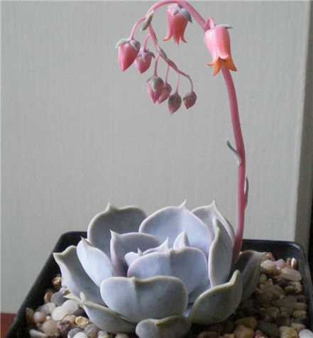 丽娜莲开花图片欣赏 丽娜莲开花图片欣赏