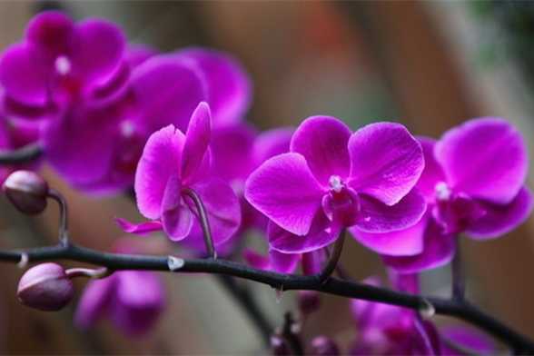 你因为北阳台而哭泣,她却种出一个绝美花园 你因为北阳台而哭泣,她却种出一个绝美花园