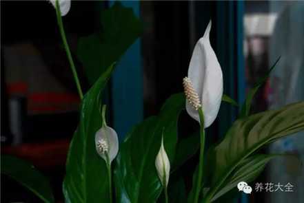白掌 白掌