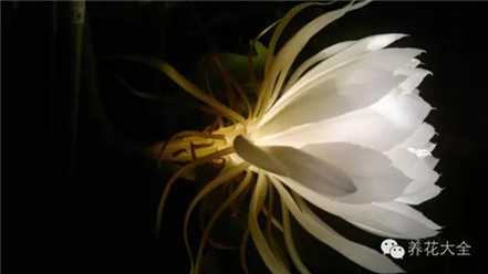 昙花 昙花