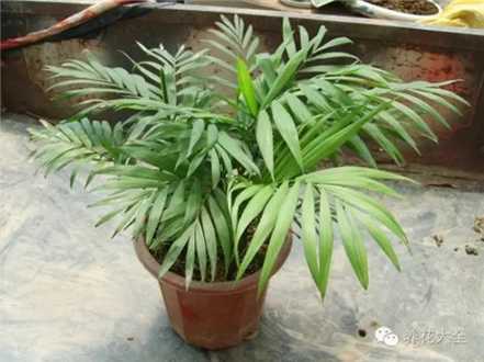 袖珍椰子 袖珍椰子