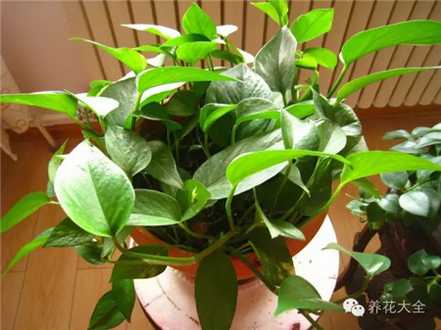 绿萝 绿萝