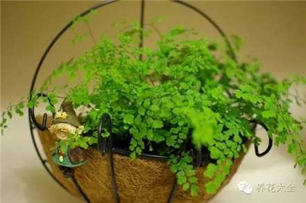 铁线蕨 铁线蕨