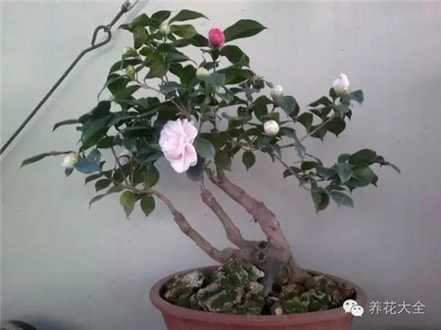 茶花
