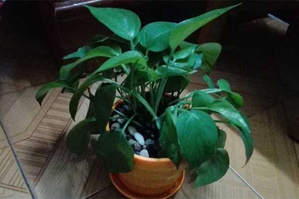 超强绿萝修剪大法,长疯了 超强绿萝修剪大法,长疯了