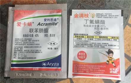 金满枝 金满枝