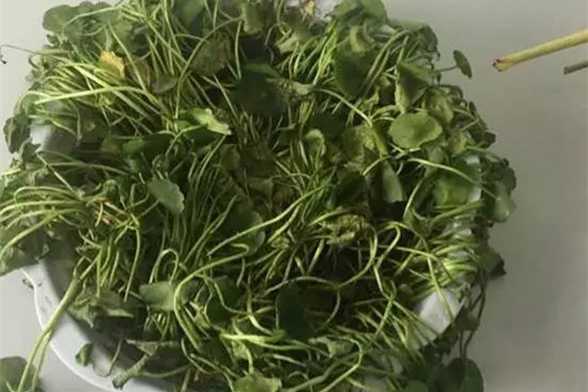 家里养的铜钱草快死了,这样就能救 家里养的铜钱草快死了,这样就能救