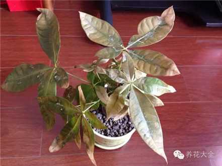 发财树