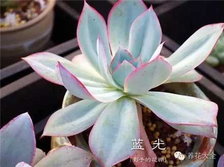 蓝光繁殖方法 蓝光繁殖方法
