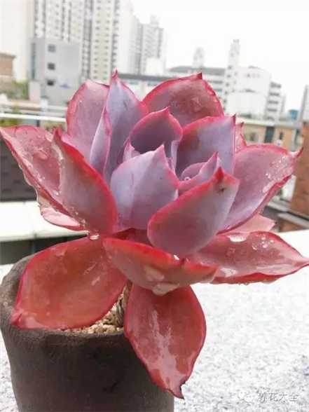 晚霞繁殖 晚霞繁殖