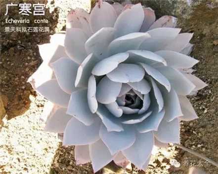 广寒宫养护 广寒宫养护
