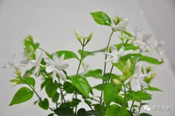 茉莉花如何一年开花几次 茉莉花如何一年开花几次