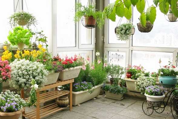 家里变花园,15种花任你选 家里变花园,15种花任你选