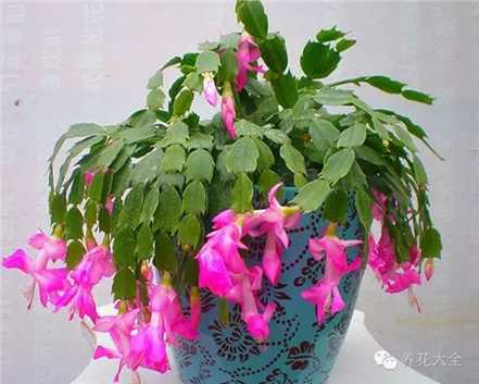 蟹爪兰 蟹爪兰