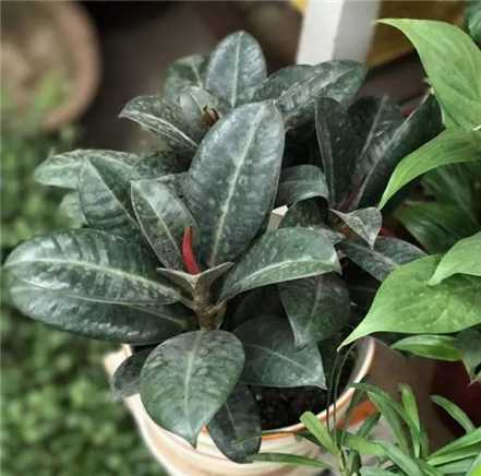 橡皮树 橡皮树