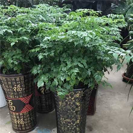 幸福树 幸福树
