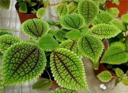 皱叶冷水花 皱叶冷水花