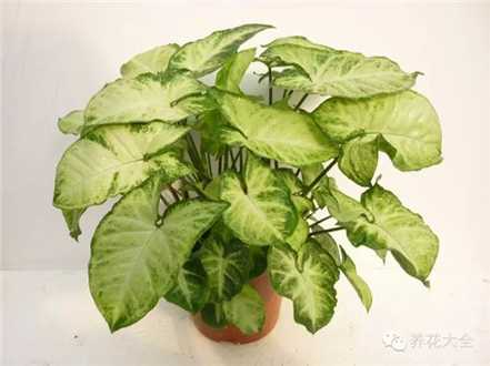 合果芋 合果芋