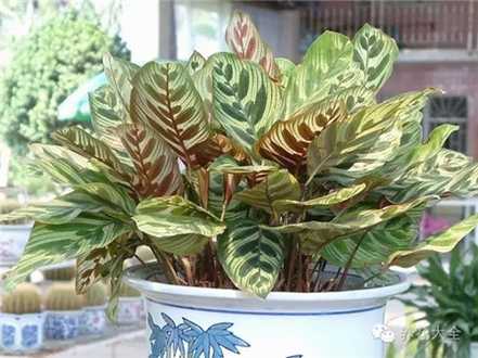 孔雀竹芋 孔雀竹芋