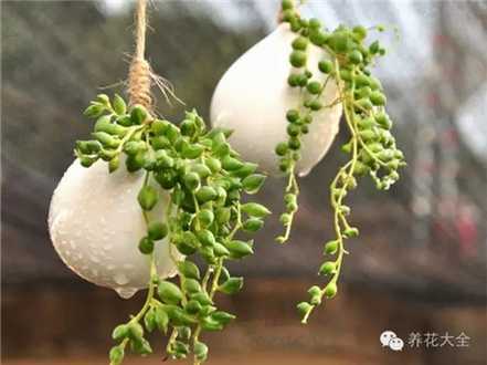 珍珠吊兰 珍珠吊兰