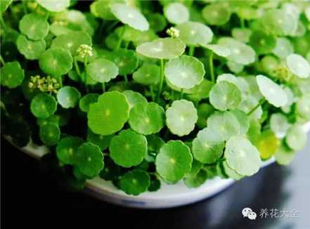 铜钱草 铜钱草