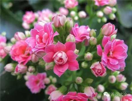 长寿花 长寿花