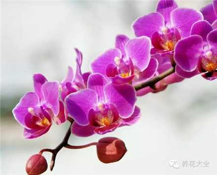 蝴蝶兰 蝴蝶兰