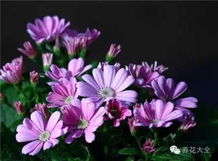 瓜叶菊 瓜叶菊