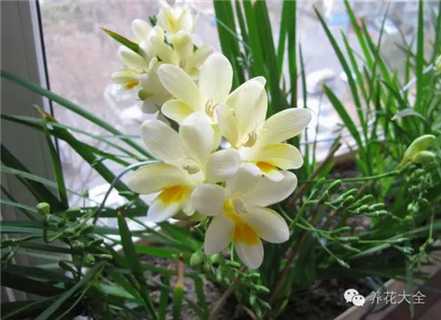 小苍兰 小苍兰